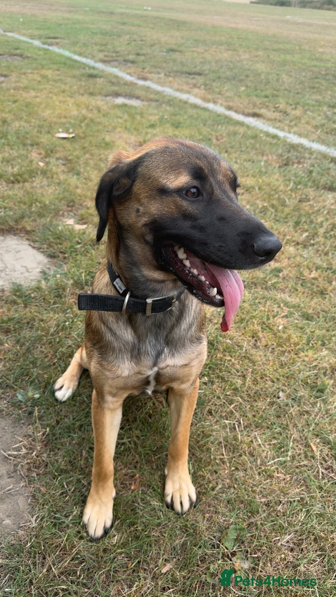 Mixed Breed dogs for sale: Belgium Mali x - Image 2