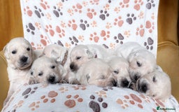 Golden Retriever dogs for sale: 1 LEFT *Ready to Go* Golden Retriever puppies 🐾 - Image 13