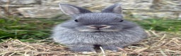 Netherland Dwarf rabbits for sale: Sweet Blue Otter Netherland dwarf boy bunny - Advert 1