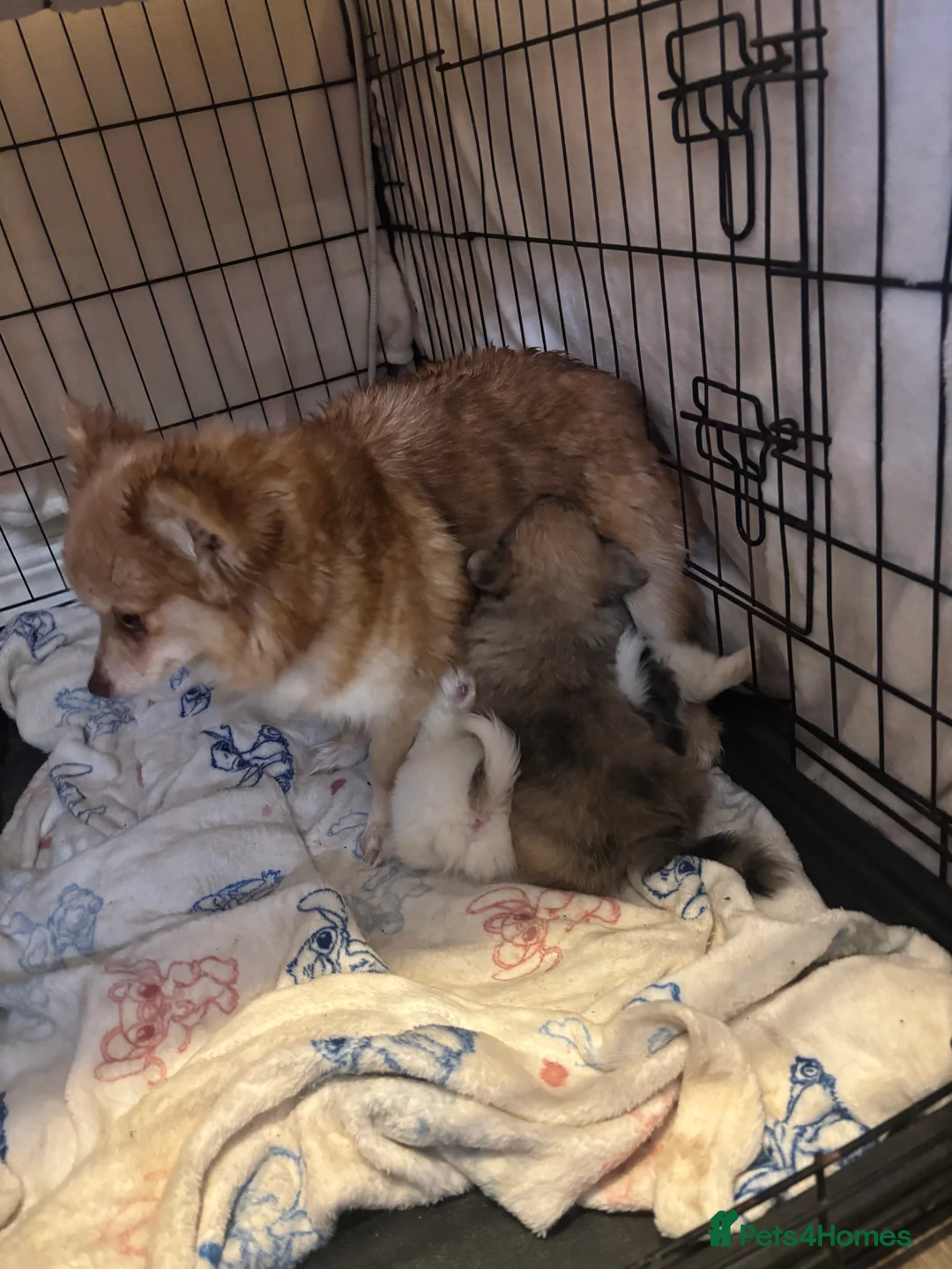 Pomchi dogs for sale: OPEN TO OFFERS READY TO LEAVE 16/02/26 - Advert 9