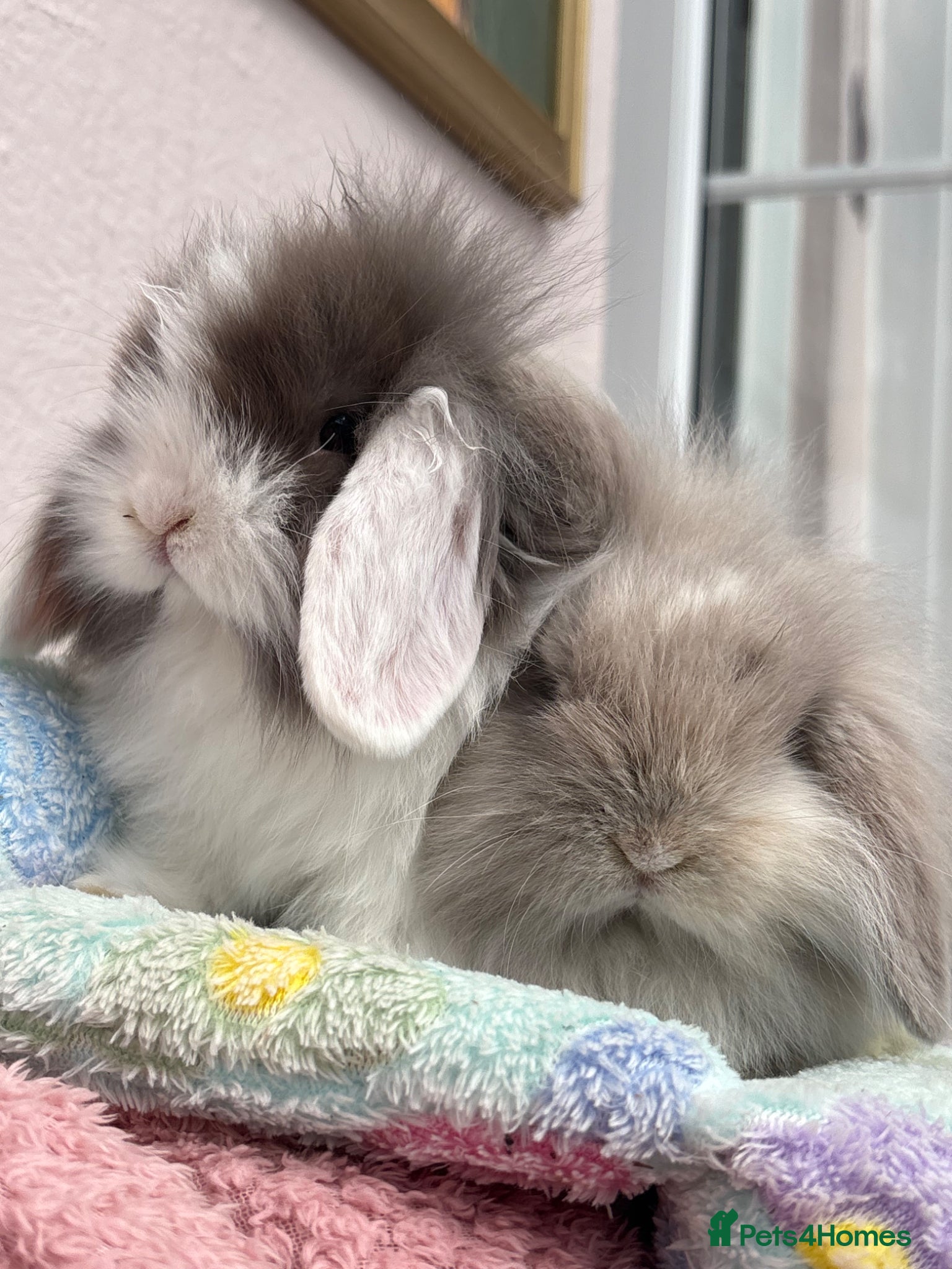Mini Lop rabbits Mini lops-raised indoors-vaccinated  - Advert 2