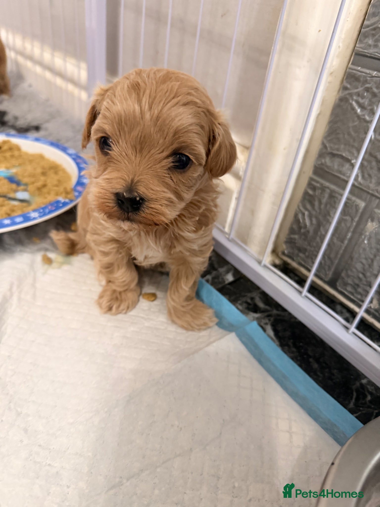 Maltipoo dogs f1 TOY maltipoos,parents dna health clear🏆blood - Advert 13