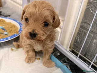 Maltipoo dogs f1 TOY maltipoos,parents dna health clear🏆blood - Advert 13