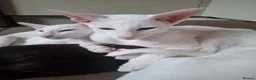 Oriental cats for sale: Adorable oriental kittens for sale - Advert 6