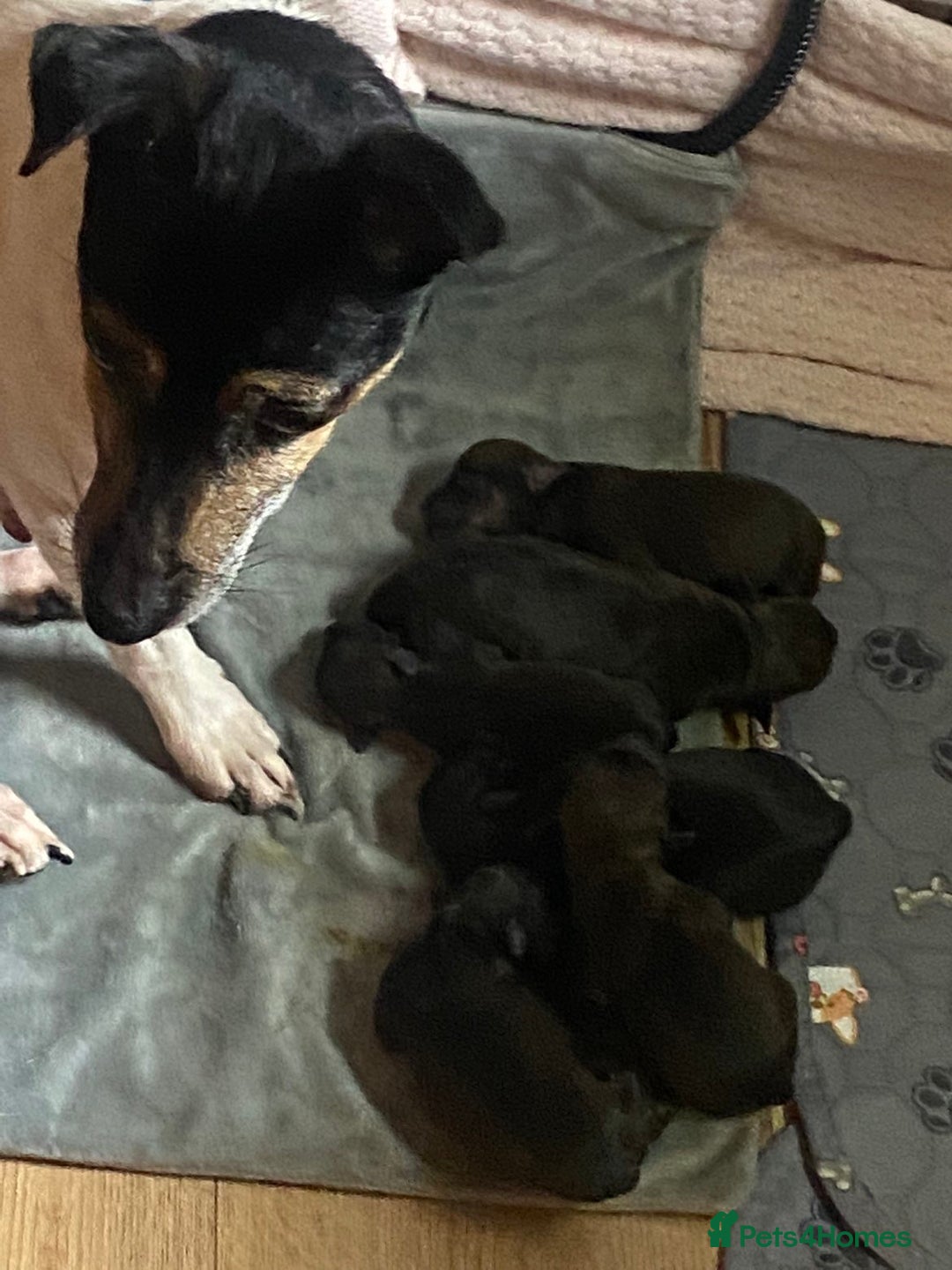 Mixed Breed dogs for sale: Beautiful Jack Russell x staffy for sale - Image 1