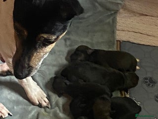 Mixed Breed dogs - Advert 10