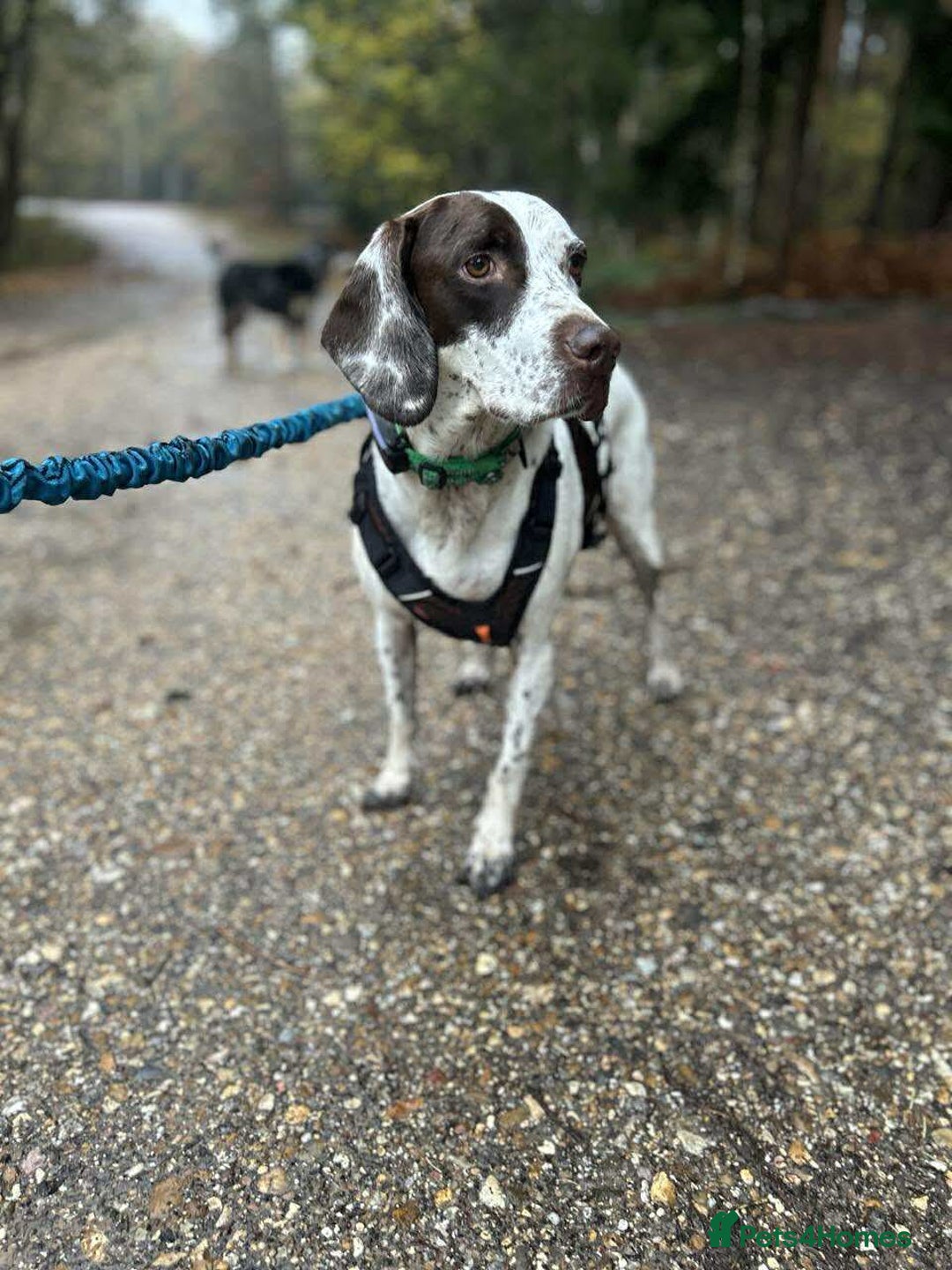 Pointer dogs for adoption: ❤️🐾 Nitsa is ready to keep moving forward 🐾 - Advert 4