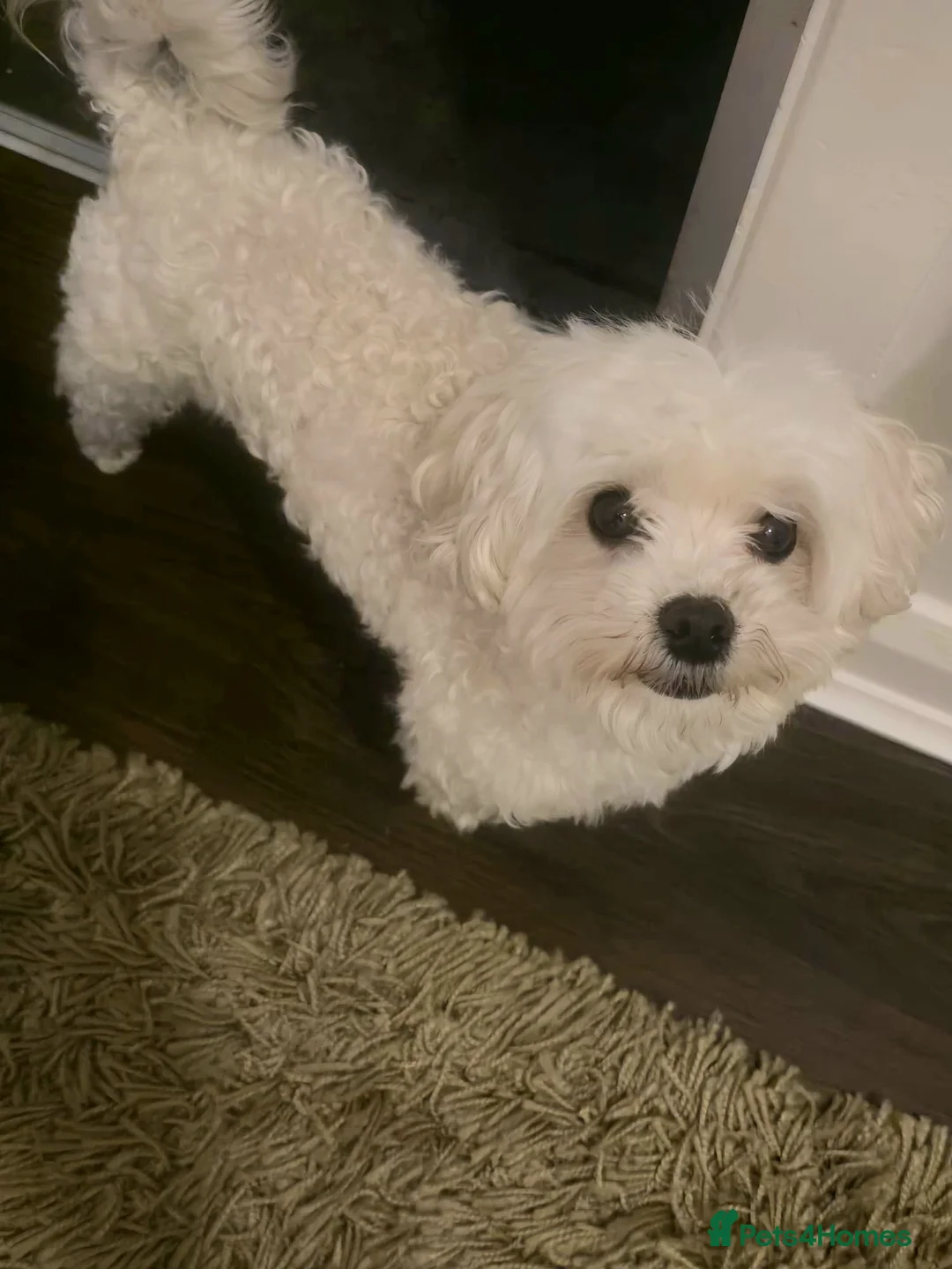 Maltipoo dogs for sale: Beautiful friendly pet looking for loving home. in Hinckley - Advert 3