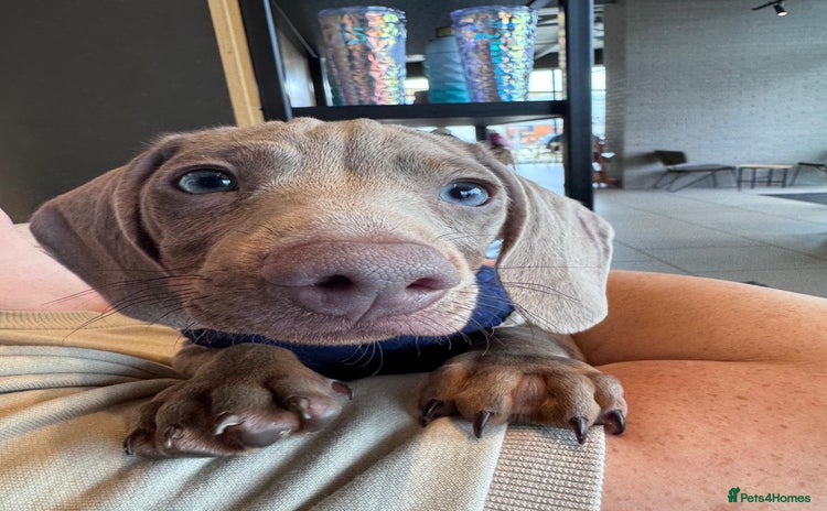 Miniature Dachshund dogs - Advert 2