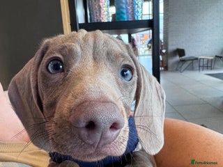 Miniature Dachshund dogs - Advert 28