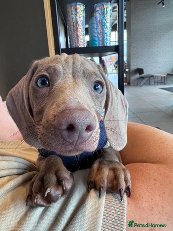 Miniature Dachshund dogs - Advert 2