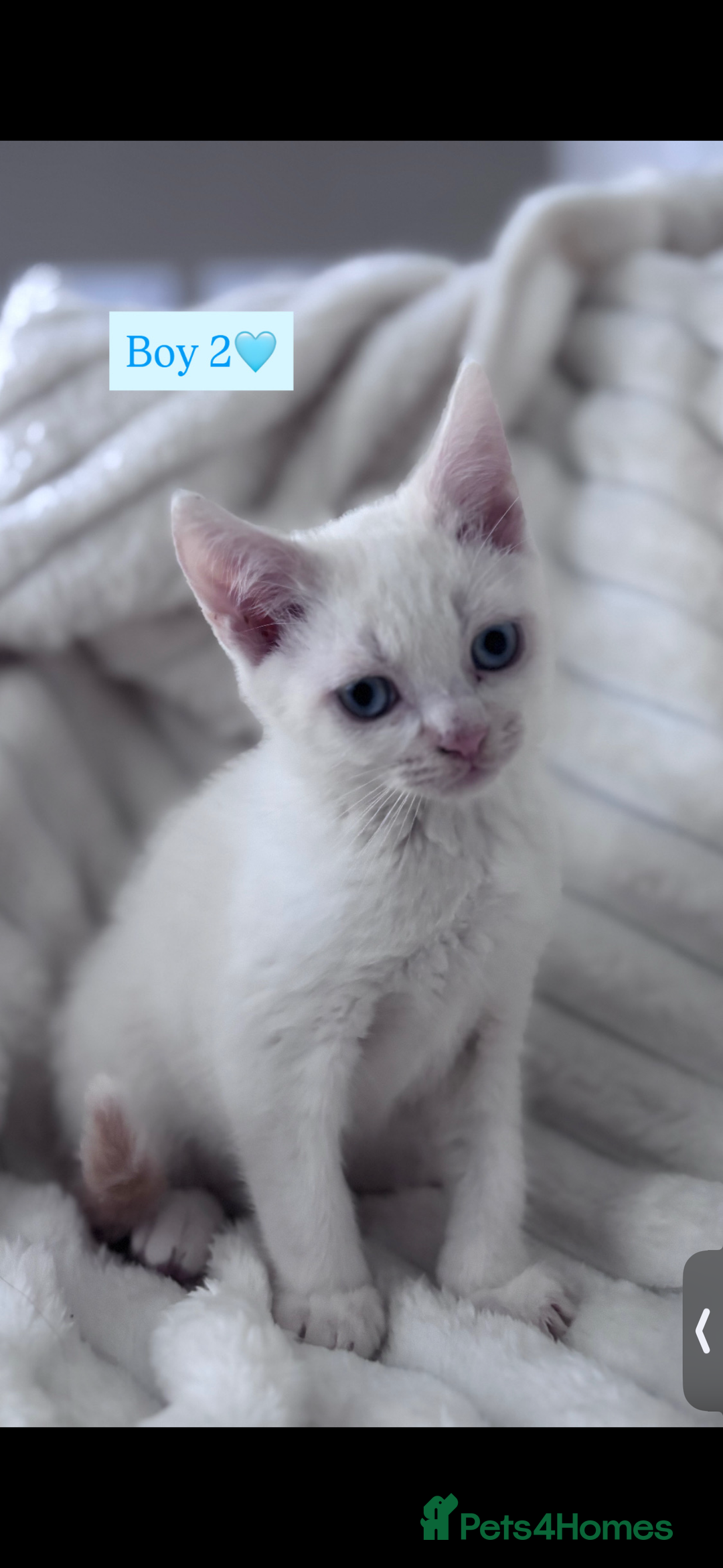 Mixed Breed cats for sale: Playful, loving kittens ready for forever home  - Advert 2