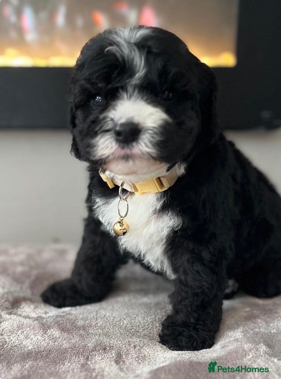 Sheepadoodle dogs Miniature Sheepadoodles - Advert 1