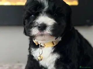 Sheepadoodle dogs Miniature Sheepadoodles - Advert 1