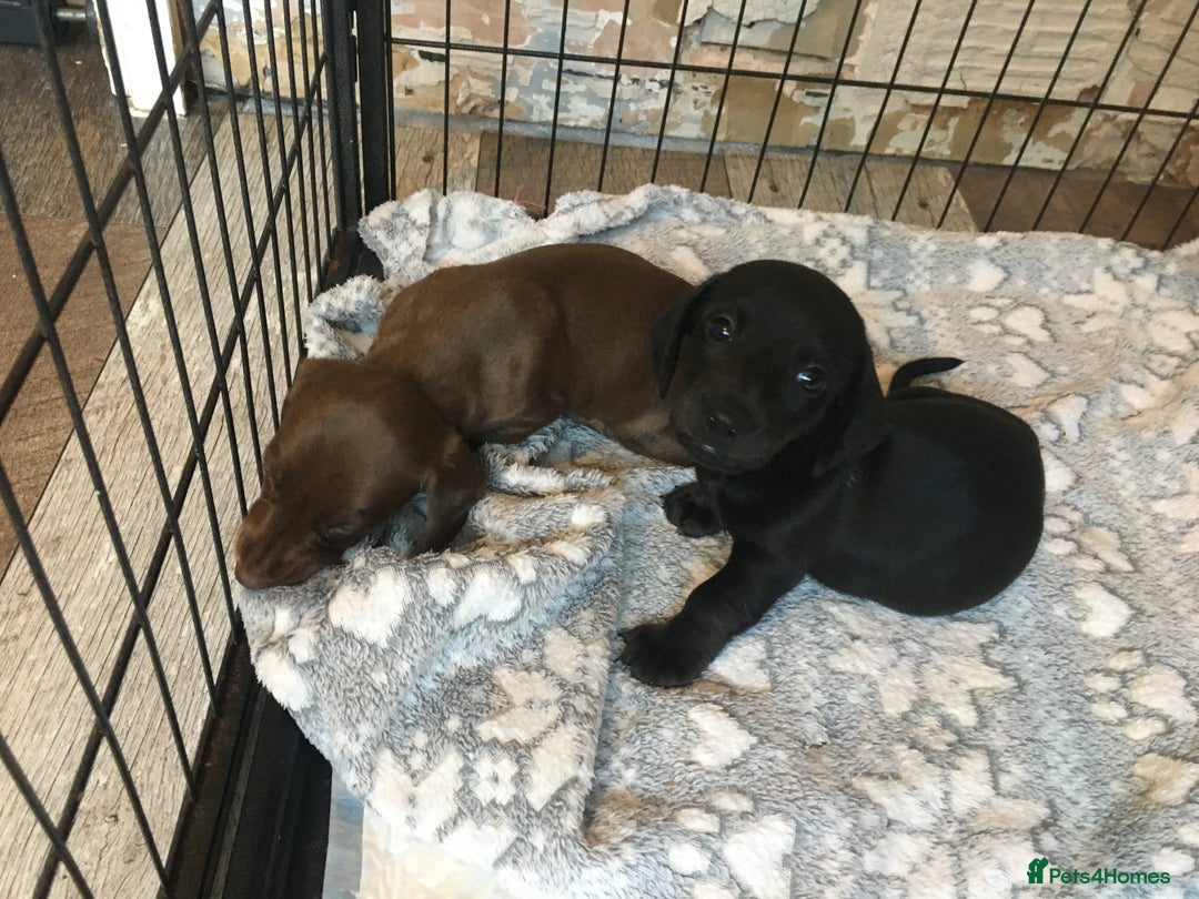 Miniature Dachshund dogs for sale: Miniature dachshund baby’s  - Image 15