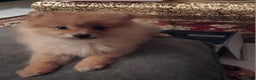 Pomeranian dogs for sale: Pomeranian puppy  - Advert 3