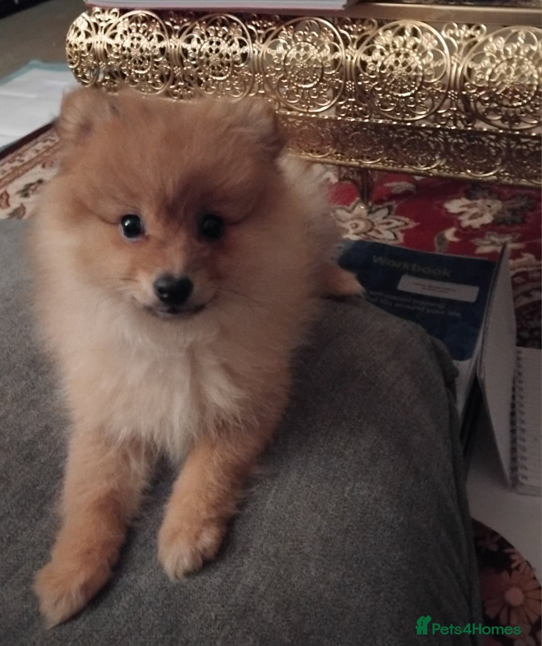Pomeranian dogs for sale: Pomeranian puppy  - Advert 3