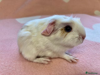 Guinea Pig rodents Stunning crested baby sows - Advert 21
