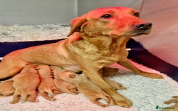 Labrador Retriever dogs for sale: Kc reg fox red Labradors  - Advert 10