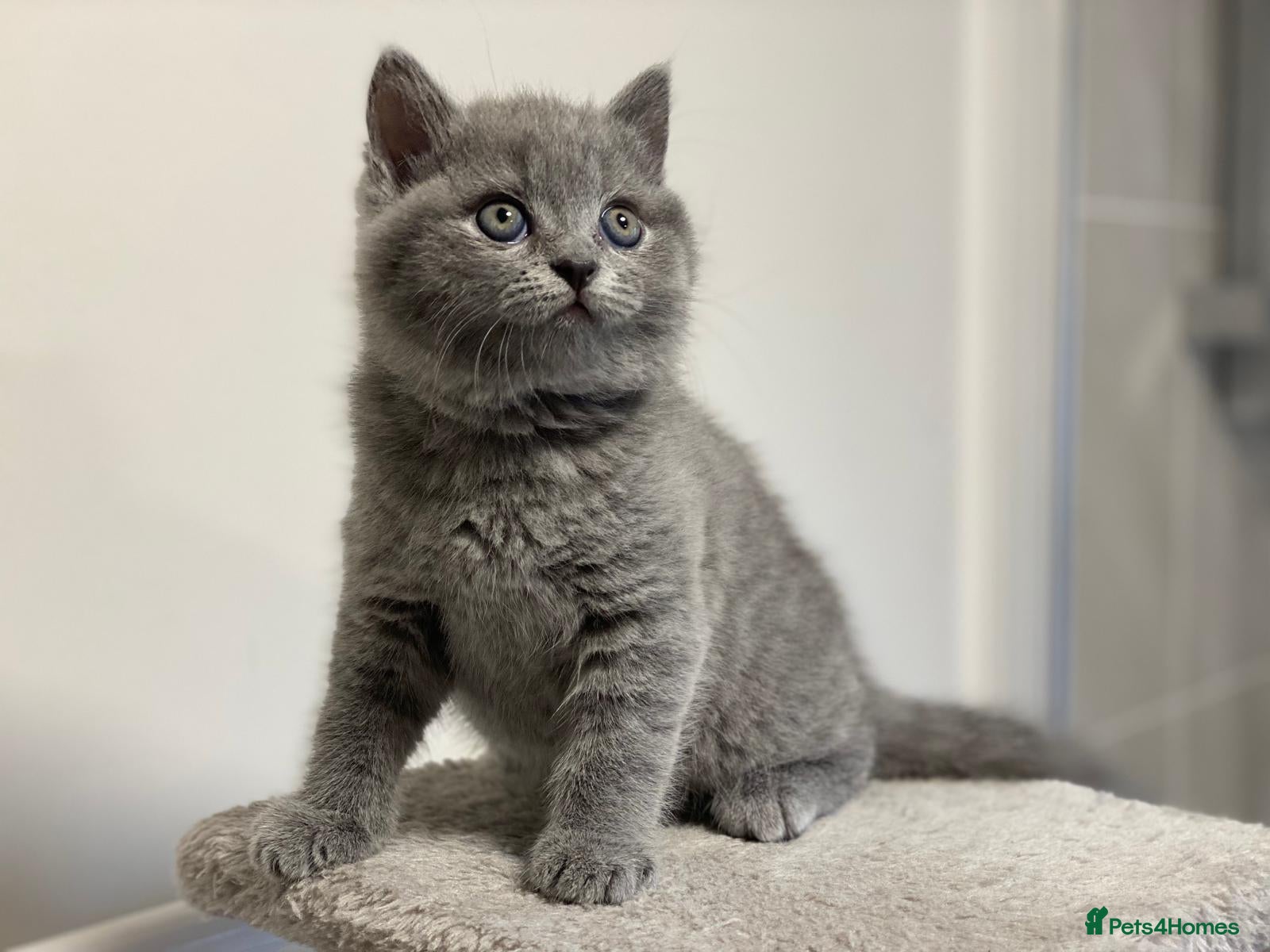 British Shorthair cats ✨British Shorthair Kittens Ready for Loving Home!✨ - Advert 12