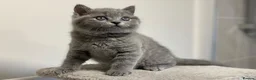British Shorthair cats for sale: ✨British Shorthair Kittens Ready for Loving Home!✨ - Advert 5