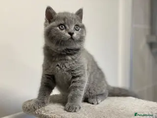British Shorthair cats ✨British Shorthair Kittens Ready for Loving Home!✨ - Advert 12