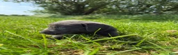Labrador Retriever dogs for sale: RARE Stunning Silver & Charcoal Labrador Boy pups - Advert 13