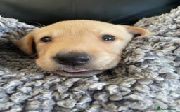 Labrador Retriever dogs for sale: Labrador puppies 5 gen pedigree health tested - Image 39