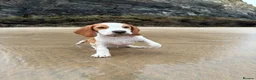Beagle dogs for sale: Boy Lemon Pedegree Beagle - 5 months - Advert 7