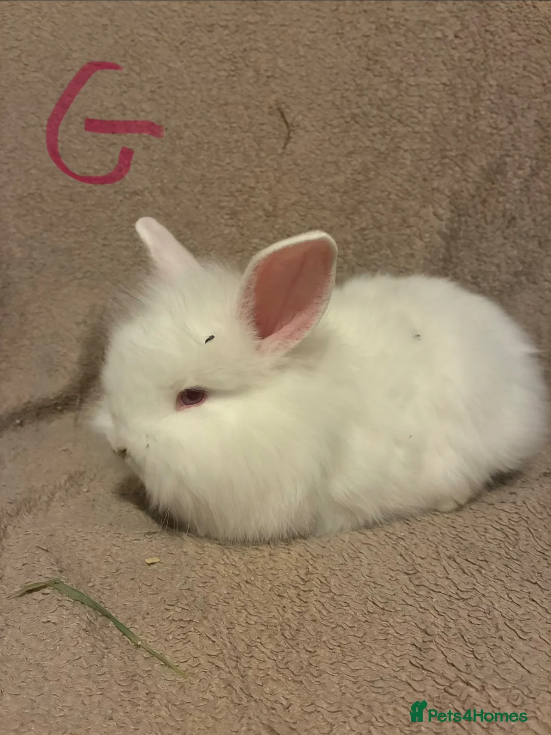 Lionhead rabbits for sale: Lionhead bunnies  - Advert 1