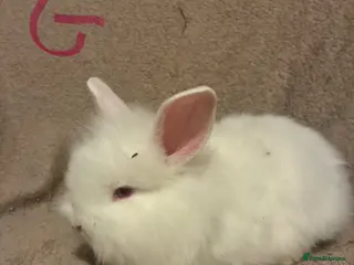 Lionhead rabbits Lionhead bunnies - Advert 1