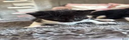 Mixed Breed cats for sale: 4 ragdoll x tuxedo kittens for sale! in Walsall - Advert 13