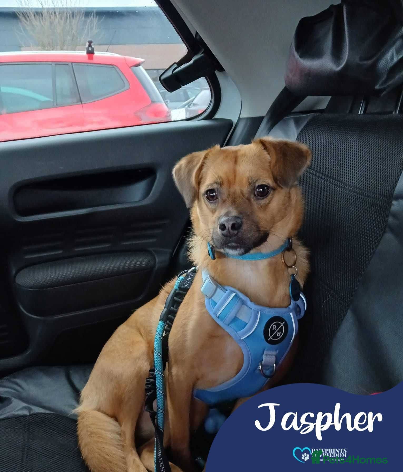 Mixed Breed dogs Meet Jaspher, currently residing in Wakefield  - Advert 1