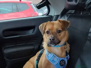 Mixed Breed dogs Meet Jaspher, currently residing in Wakefield - Advert 1