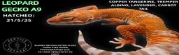 Leopard Gecko reptiles for sale: BABY LEOPARD GECKOS!! - Advert 6