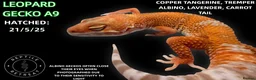 Leopard Gecko reptiles for sale: BABY LEOPARD GECKOS!! - Advert 5