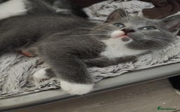 Mixed Breed cats for sale: Mixed Breed kittens for sale  - Image 10