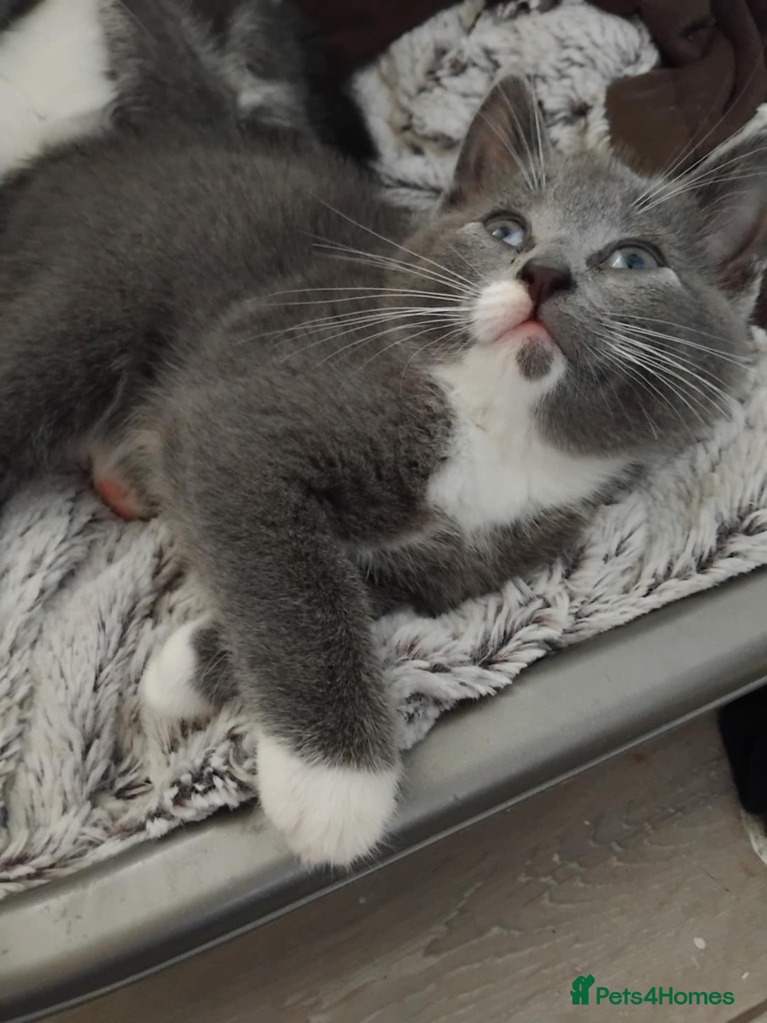 Mixed Breed cats for sale: Mixed Breed kittens for sale  - Image 10