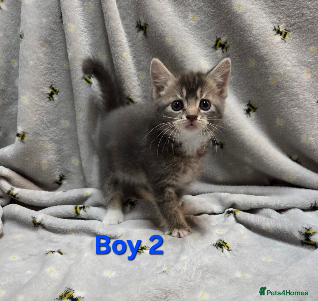 Mixed Breed cats for sale: Beautiful kittens  - Image 5