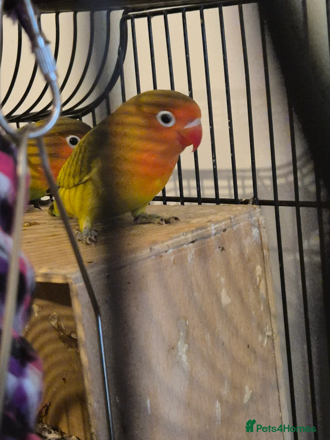 Lovebirds birds for sale: Lovebirds - Advert 3