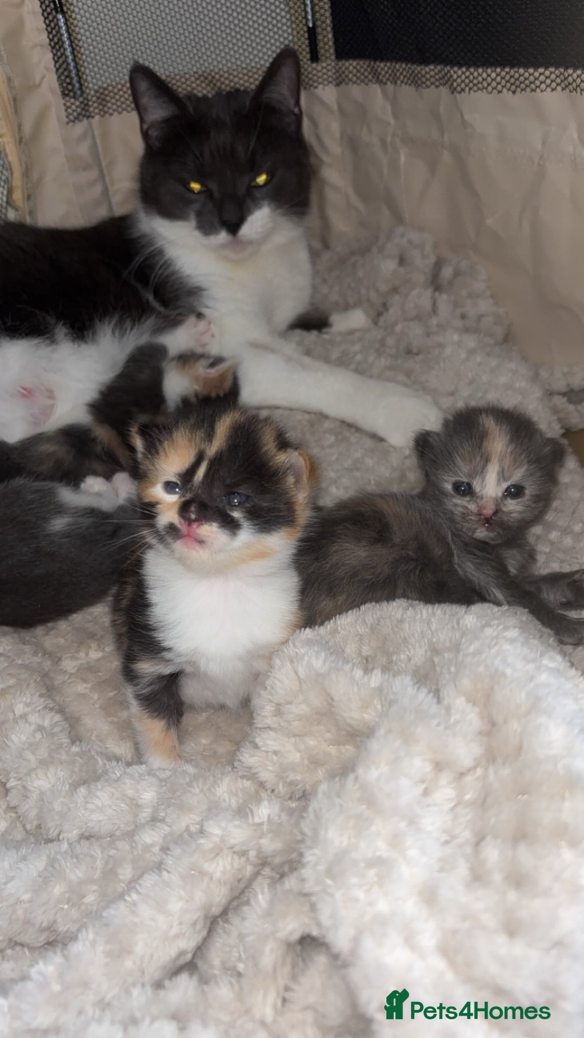 Mixed Breed cats Beautiful mixture rare dilute calico kittens 😻 - Advert 2