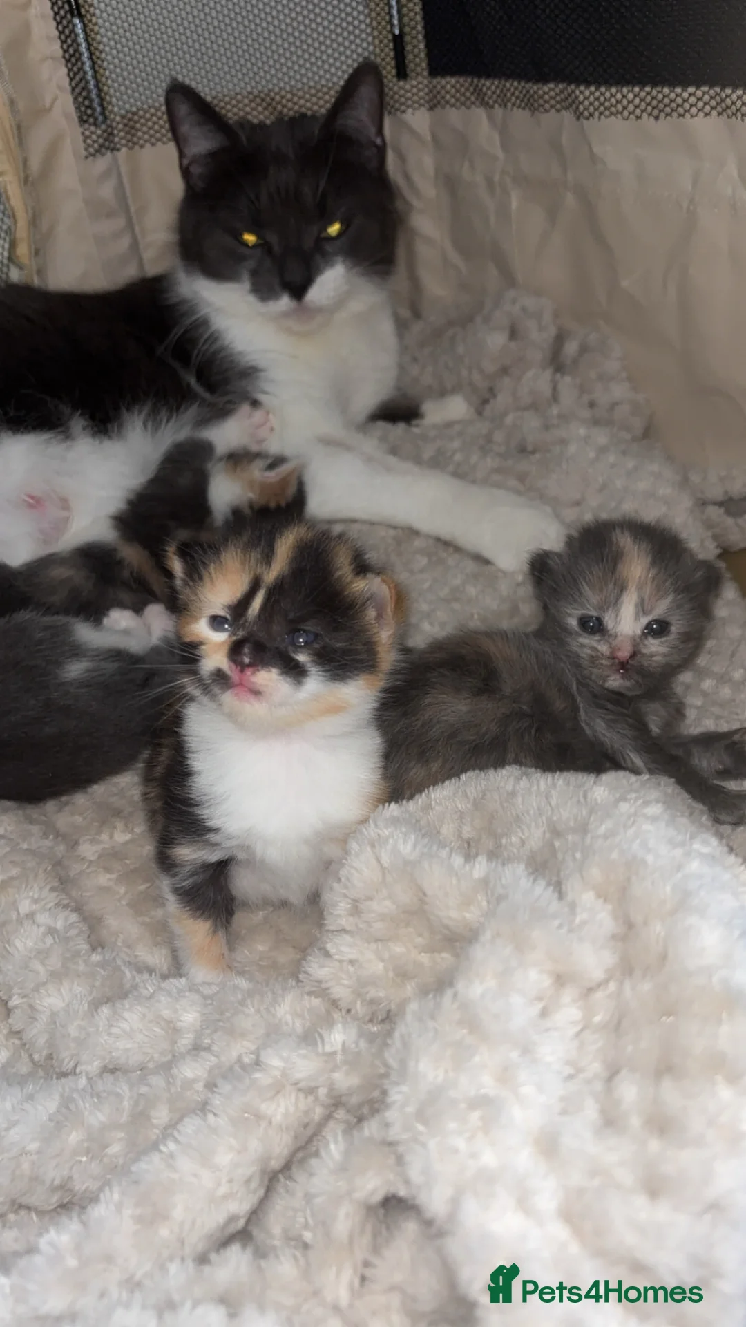 Mixed Breed cats for sale: Beautiful mixture rare dilute calico kittens 😻 - Advert 1