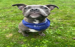 Staffordshire Bull Terrier dogs for stud: Kingston: Staffy cross stud  in Ilford - Image 6