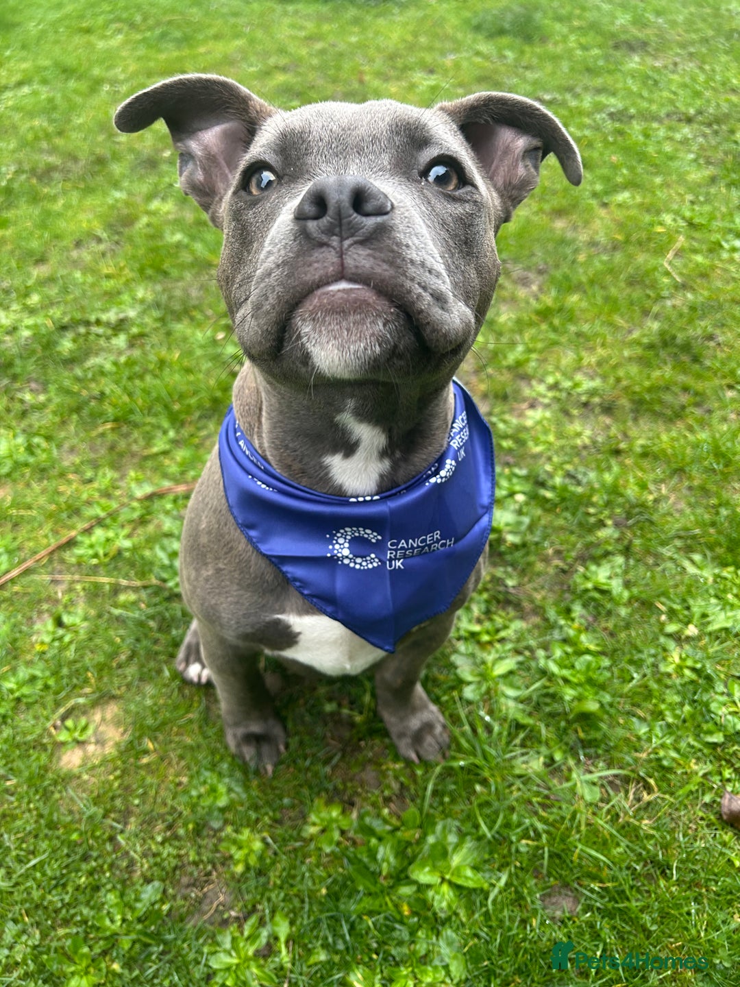 Staffordshire Bull Terrier dogs for stud: Kingston: Staffy cross stud  in Ilford - Image 6