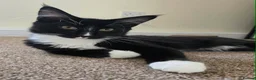 Maine Coon cats for sale: Maine Coon boy looking for forever home.  - Advert 8