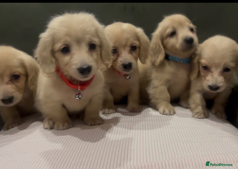 Miniature Dachshund dogs Cream KC longhaired dachshund puppies  - Advert 2