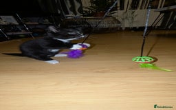 British Longhair cats for sale: Kittens are ready to go  - Image 4
