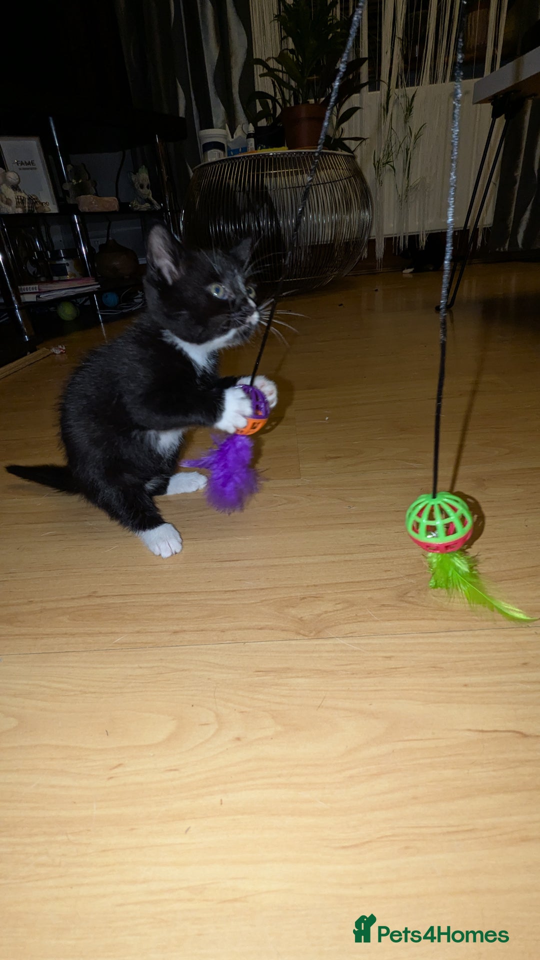 British Longhair cats for sale: Kittens are ready to go  - Image 4