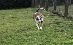 Mixed Breed dogs for adoption: Cody, crossbreed in need of loving home. - Image 5
