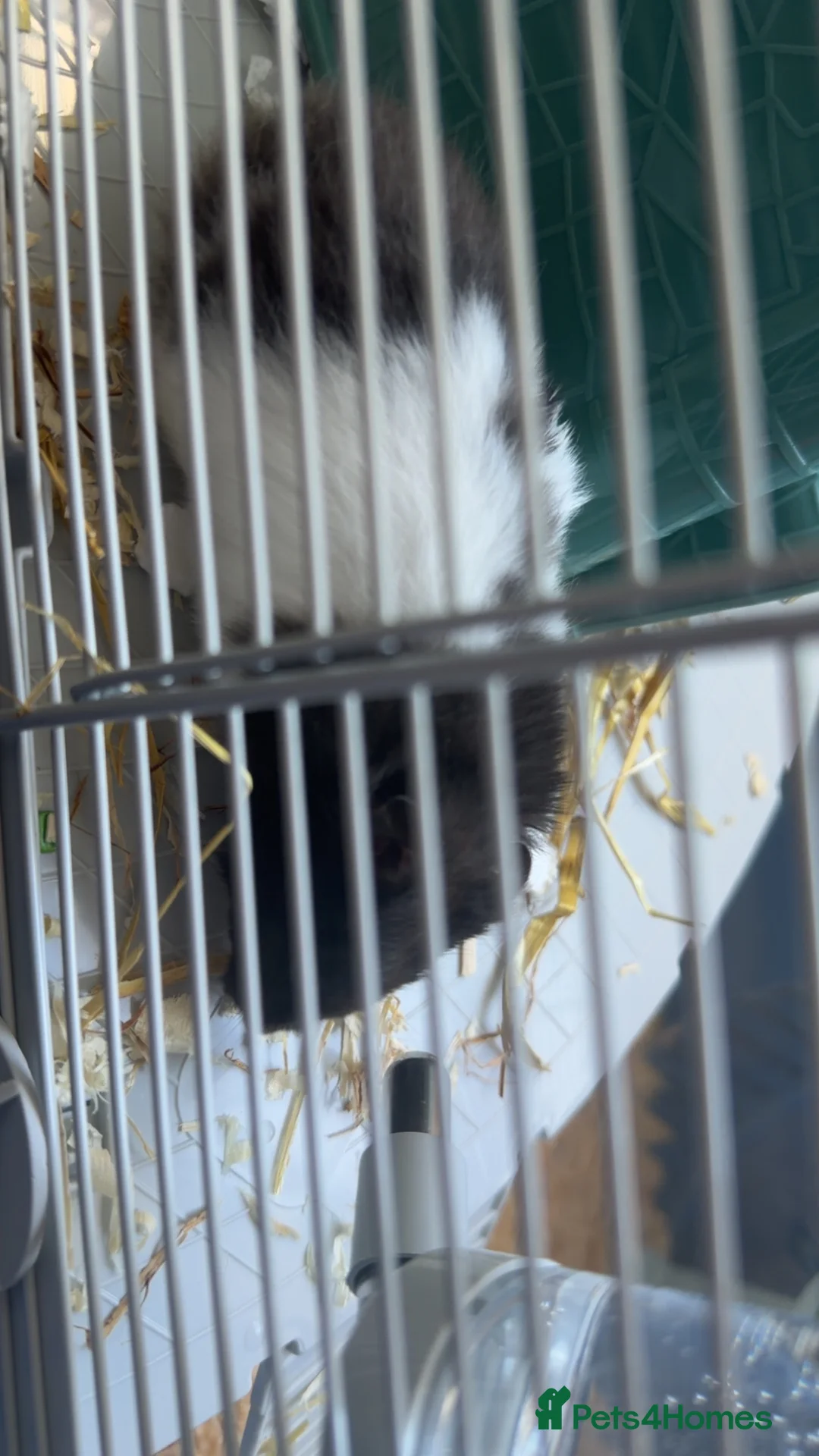 Hamster rodents for sale: Hamster for sale  in London - Advert 3